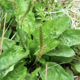 Common Plantain Seeds – Premium Herb, Highly Adaptable, Easy to Grow, Low Maintenance, Edible & Medicinal