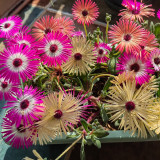 Summer Color Mix Lampranthus Seeds – Vibrant, Long-Blooming, Easy-Grow, Great for Indoor Décor & Landscaping