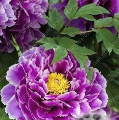 Rare Purple Double Peony Seeds | Paeonia Suffruticosa