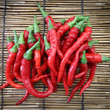 Cayenne Pepper Seeds | Cone-Shaped Red Pepper, High-Yield Spicy Chili Plant for Vegetable Garden & Containers