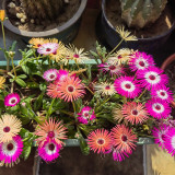 Summer Color Mix Lampranthus Seeds – Vibrant, Long-Blooming, Easy-Grow, Great for Indoor Décor & Landscaping