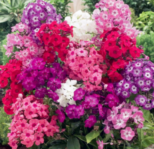 Mixed Color Perennial Phlox Flower Seeds, Hardy Outdoor Ornamental Bonsai