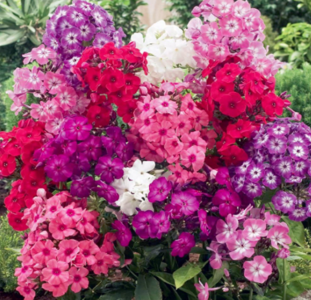 Mixed Color Perennial Phlox Flower Seeds, Hardy Outdoor Ornamental Bonsai