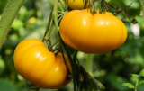 Kellogg's Breakfast Tomato Seeds, Non-GMO Orange Beefsteak Heirloom, Sweet Meaty Slicing Tomato