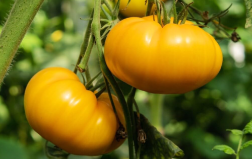 Kellogg's Breakfast Tomato Seeds, Non-GMO Orange Beefsteak Heirloom, Sweet Meaty Slicing Tomato
