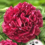 Rare Red Double Peony Seeds | Paeonia Suffruticosa