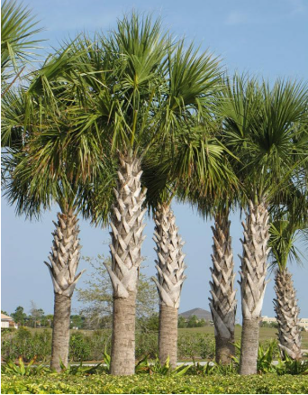 Texas Sabal Palmetto Seeds, Sabal Mexicana Cold Hardy Cabbage Palm Tree for Landscape Planting