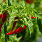 Cayenne Pepper Seeds | Cone-Shaped Red Pepper, High-Yield Spicy Chili Plant for Vegetable Garden & Containers