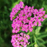 Pink Yarrow Seeds – Long-Blooming Perennial, Easy to Grow, Ideal for Landscaping, Cut Flowers & Containers