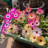 Summer Color Mix Lampranthus Seeds – Vibrant, Long-Blooming, Easy-Grow, Great for Indoor Décor & Landscaping