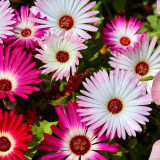 Summer Color Mix Lampranthus Seeds – Vibrant, Long-Blooming, Easy-Grow, Great for Indoor Décor & Landscaping