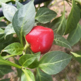 Jinjiao Hongtanzi Chili Pepper Seeds – Early-Maturing Upright Variety, Stable Yield, Rich Spicy Aroma