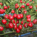 Jinjiao Hongtanzi Chili Pepper Seeds – Early-Maturing Upright Variety, Stable Yield, Rich Spicy Aroma