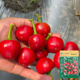 Jinjiao Hongtanzi Chili Pepper Seeds – Early-Maturing Upright Variety, Stable Yield, Rich Spicy Aroma