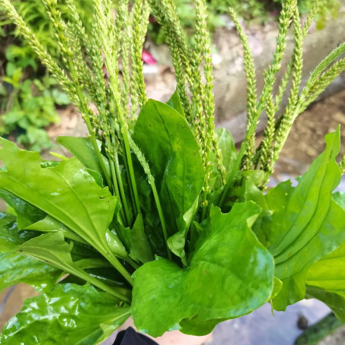 Common Plantain Seeds – Premium Herb, Highly Adaptable, Easy to Grow, Low Maintenance, Edible & Medicinal