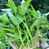 Thai Large Leaf Water Spinach Seeds – Fast Growing, Heat Tolerant, Tender Hollow Stems, Low Fiber, Long Harvest Period