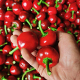 Jinjiao Hongtanzi Chili Pepper Seeds – Early-Maturing Upright Variety, Stable Yield, Rich Spicy Aroma