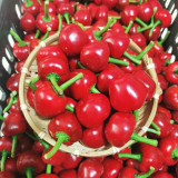Jinjiao Hongtanzi Chili Pepper Seeds – Early-Maturing Upright Variety, Stable Yield, Rich Spicy Aroma