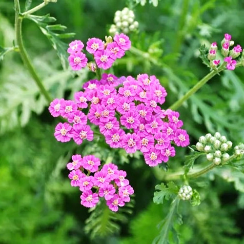 Pink Yarrow Seeds – Long-Blooming Perennial, Easy to Grow, Ideal for Landscaping, Cut Flowers & Containers
