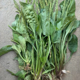 Common Plantain Seeds – Premium Herb, Highly Adaptable, Easy to Grow, Low Maintenance, Edible & Medicinal
