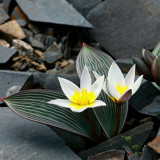 Tulipa Regelii Seeds - Rare Dwarf Botanical Tulip with Wavy Foliage & Compact Growth for Rock Garden