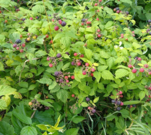 Organic Black Raspberry Seeds, Perennial Rubus Occidentalis Fruit Bush for Home Backyard Planting