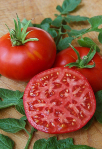 Santa Clara Canner Heirloom Tomato Seeds | Italian 1910 Canning Tomato