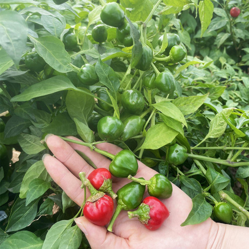 Jinjiao Hongtanzi Chili Pepper Seeds – Early-Maturing Upright Variety, Stable Yield, Rich Spicy Aroma