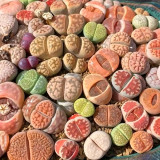 Mixed Lithops Seeds – Unique Plant, Vibrant Colors, Easy to Grow & Maintain, Ideal for Home & Office Décor