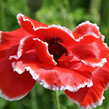 Red with White Edge Corn Poppy Seeds – Unique Bicolor Annual, Easy to Grow, Ideal for Borders & Cut Flowers