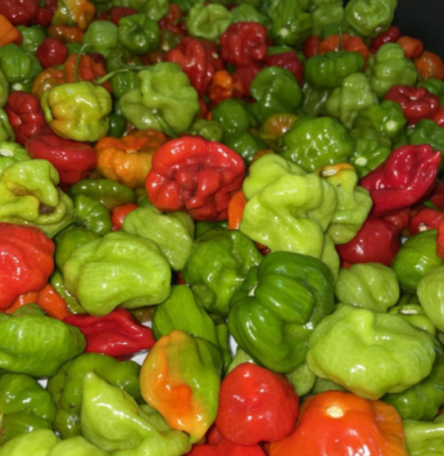 Aji Dulce Pepper Seeds, Capsicum Chinense Aji Cachucha Quechucha, Mild Sweet Non-Spicy Caribbean Culinary Pepper for Home Vegetable Garden