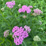 Pink Yarrow Seeds – Long-Blooming Perennial, Easy to Grow, Ideal for Landscaping, Cut Flowers & Containers