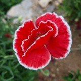 Red with White Edge Corn Poppy Seeds – Unique Bicolor Annual, Easy to Grow, Ideal for Borders & Cut Flowers