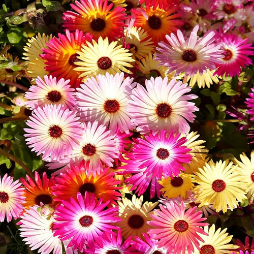 Summer Color Mix Lampranthus Seeds – Vibrant, Long-Blooming, Easy-Grow, Great for Indoor Décor & Landscaping