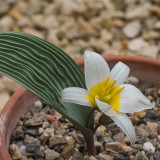 Tulipa Regelii Seeds - Rare Dwarf Botanical Tulip with Wavy Foliage & Compact Growth for Rock Garden