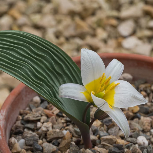 Tulipa Regelii Seeds - Rare Dwarf Botanical Tulip with Wavy Foliage & Compact Growth for Rock Garden