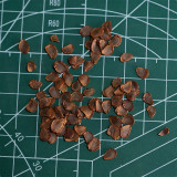 Tulipa Regelii Seeds - Rare Dwarf Botanical Tulip with Wavy Foliage & Compact Growth for Rock Garden