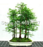 Dawn Redwood Tree Seeds | Metasequoia Glyptostroboides Living Fossil