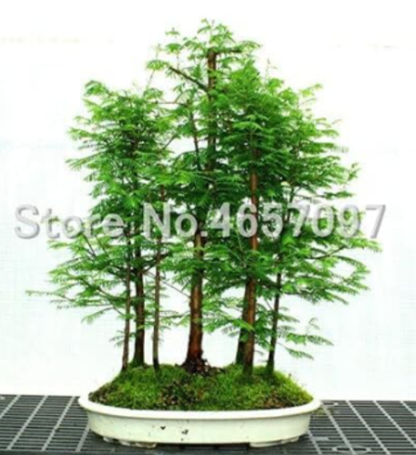 Dawn Redwood Tree Seeds | Metasequoia Glyptostroboides Living Fossil