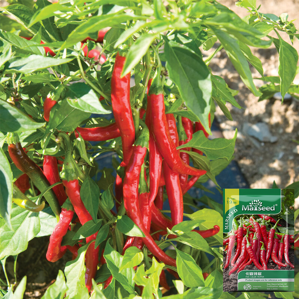 CayennePepperSeeds|Cone-ShapedRedPepper,High-YieldSpicyChiliPlantforVegetableGarden&Containers