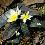 Tulipa Regelii Seeds - Rare Dwarf Botanical Tulip with Wavy Foliage & Compact Growth for Rock Garden