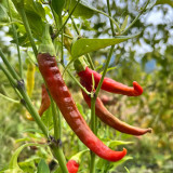 Cayenne Pepper Seeds | Cone-Shaped Red Pepper, High-Yield Spicy Chili Plant for Vegetable Garden & Containers