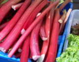 Rhubarb Seeds, Hardy Perennial Edible Rhubarb Vegetable Plant for Home Garden & Baking