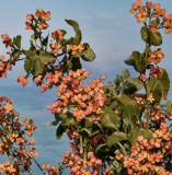 Pistacia Vera Pistachio Tree Seeds, Edible Nut Fruit Tree Seeds for Backyard Orchard