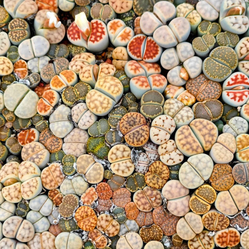 Mixed Lithops Seeds – Unique Plant, Vibrant Colors, Easy to Grow & Maintain, Ideal for Home & Office Décor