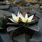 Tulipa Regelii Seeds - Rare Dwarf Botanical Tulip with Wavy Foliage & Compact Growth for Rock Garden