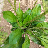 Common Plantain Seeds – Premium Herb, Highly Adaptable, Easy to Grow, Low Maintenance, Edible & Medicinal