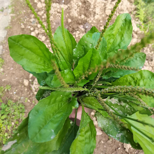 Common Plantain Seeds – Premium Herb, Highly Adaptable, Easy to Grow, Low Maintenance, Edible & Medicinal