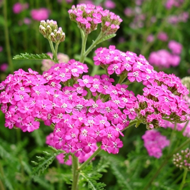 Pink Yarrow Seeds – Long-Blooming Perennial, Easy to Grow, Ideal for Landscaping, Cut Flowers & Containers