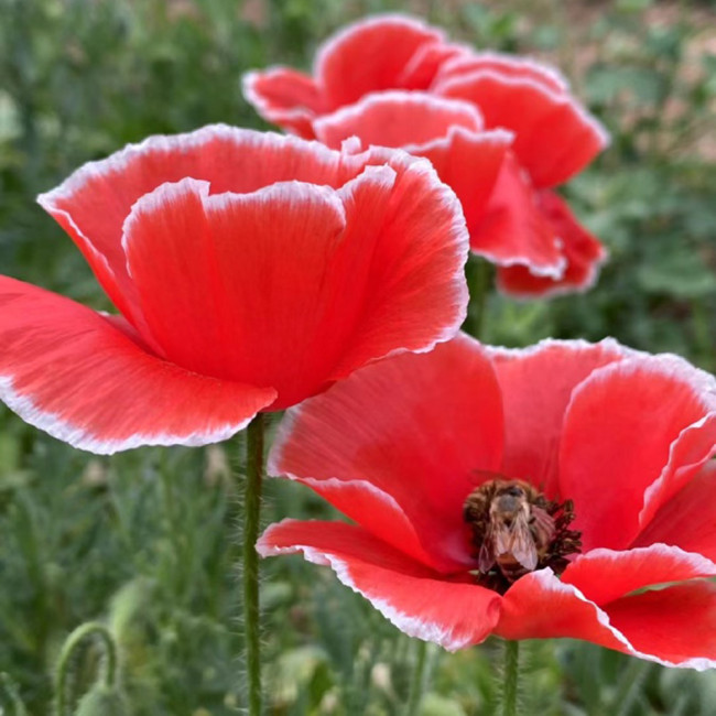 Red with White Edge Corn Poppy Seeds – Unique Bicolor Annual, Easy to Grow, Ideal for Borders & Cut Flowers